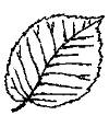 leaves of elm